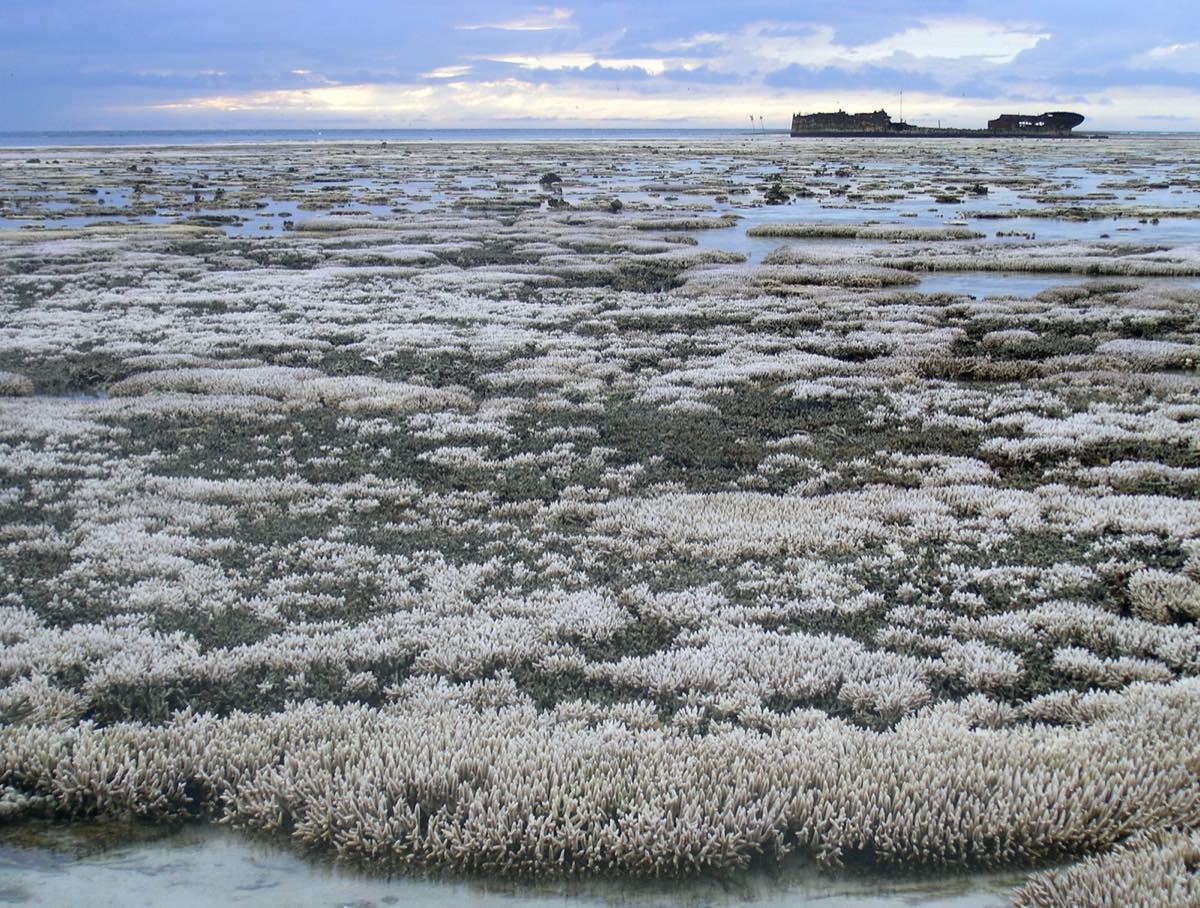Bleached white coral on the Great Barrier Reef